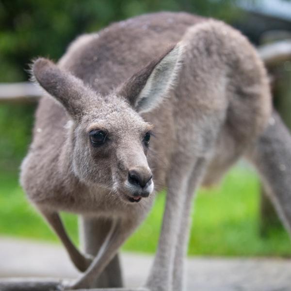 Kangaroo